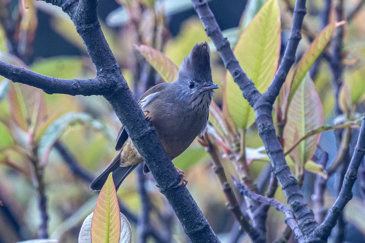 Югина темнокрила - ML646049422