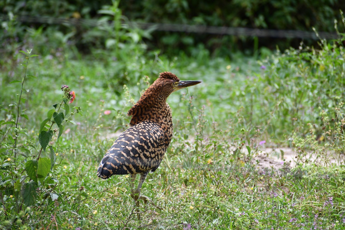 Kızıl Kaplan Balıkçılı - ML646049426