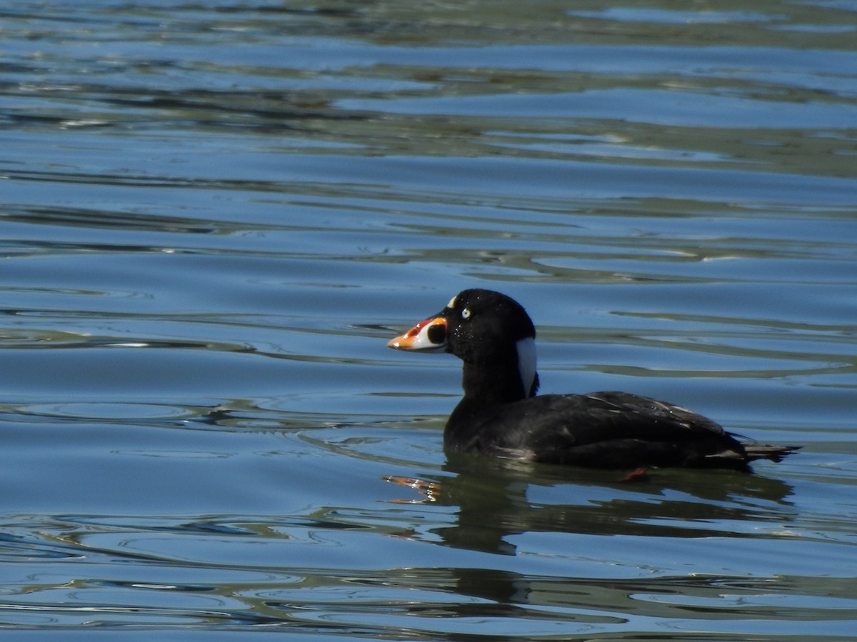 Yamalı Ördek - ML646049431