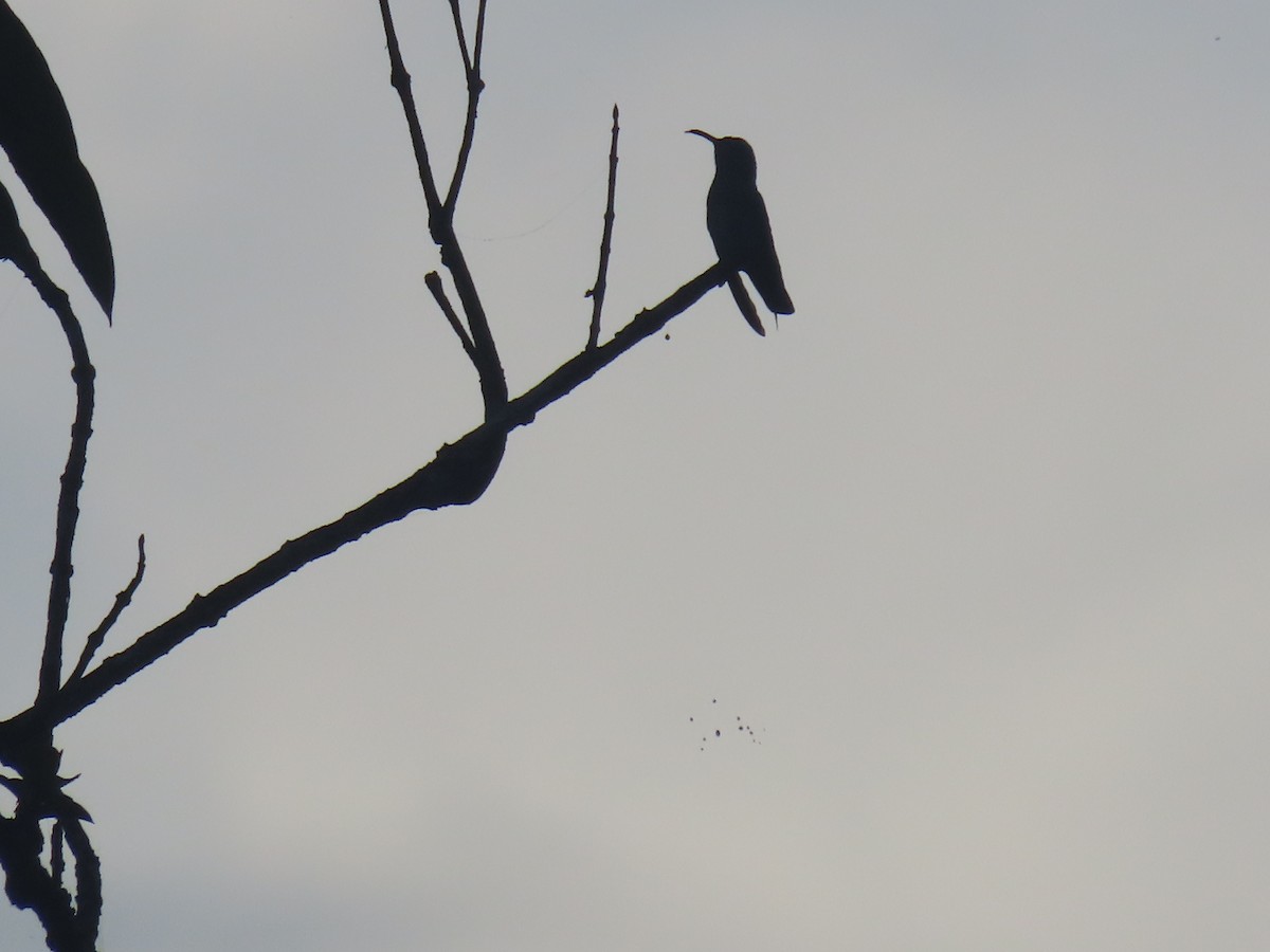tanımsız Trochilidae sp. - ML646049434