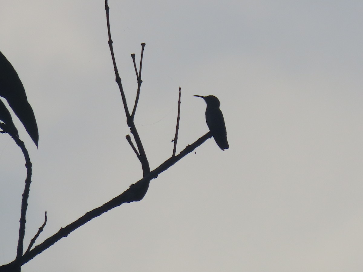 tanımsız Trochilidae sp. - ML646049435