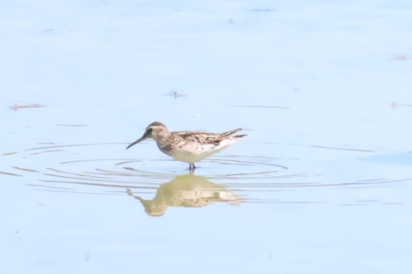 jespáček ploskozobý - ML646049436