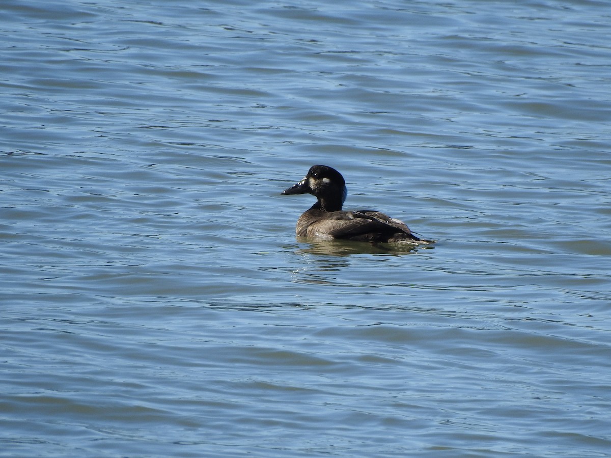 Yamalı Ördek - ML646049439