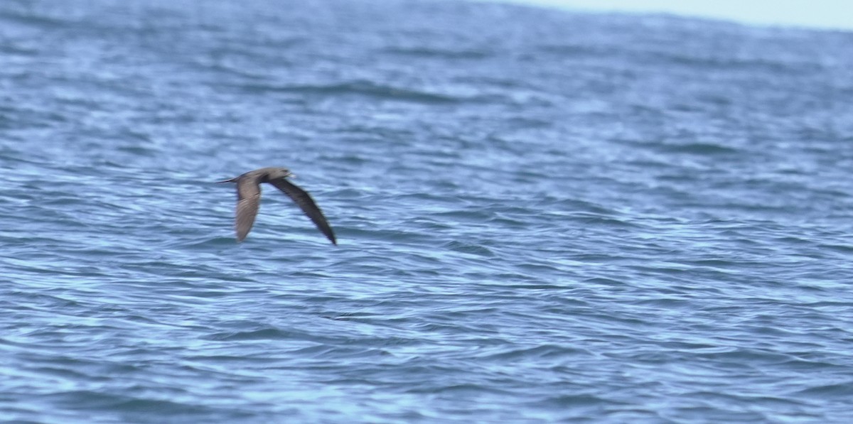 Soluk Gagalı Yelkovan - ML646049440