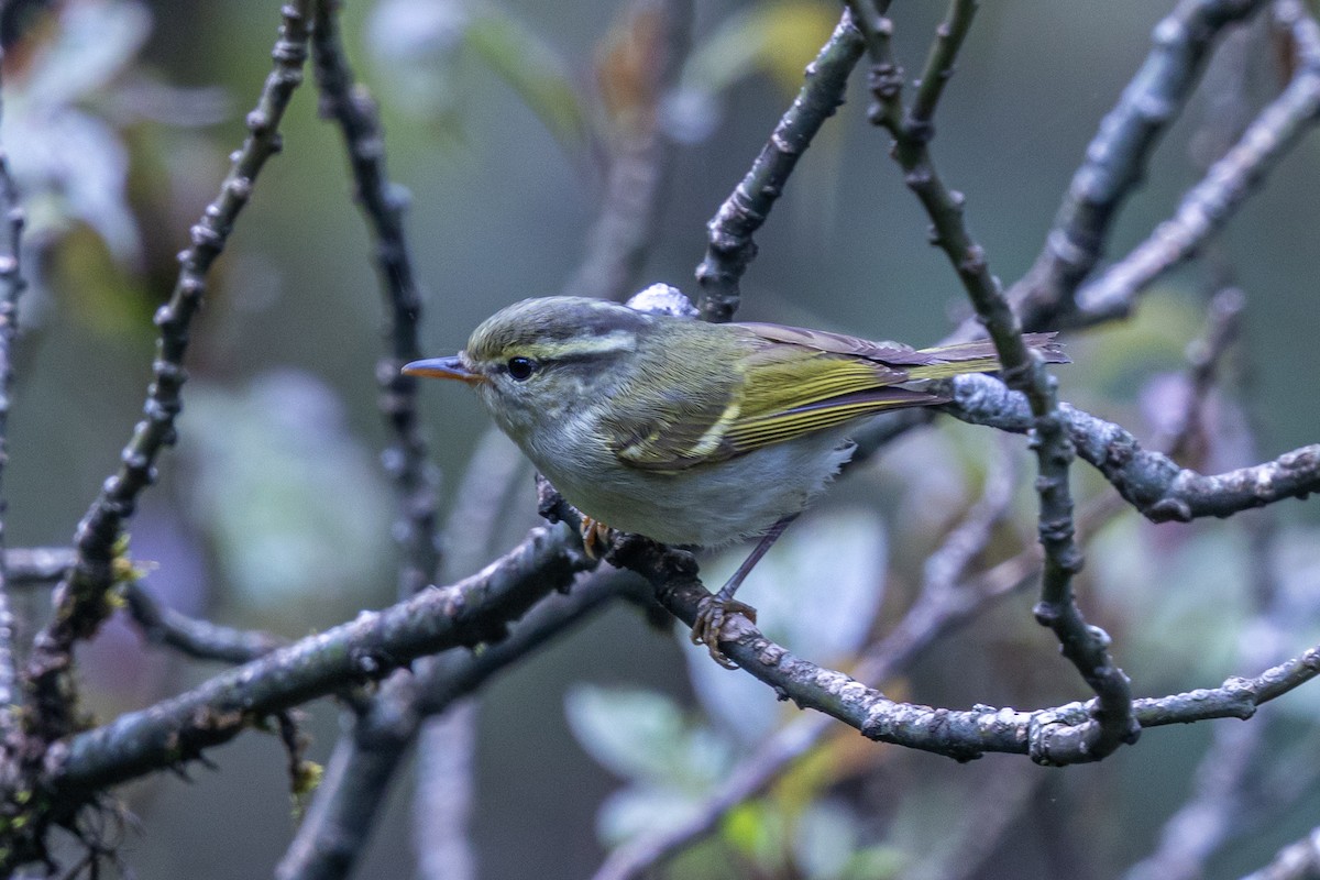 Blyth Çıvgını - ML646049447