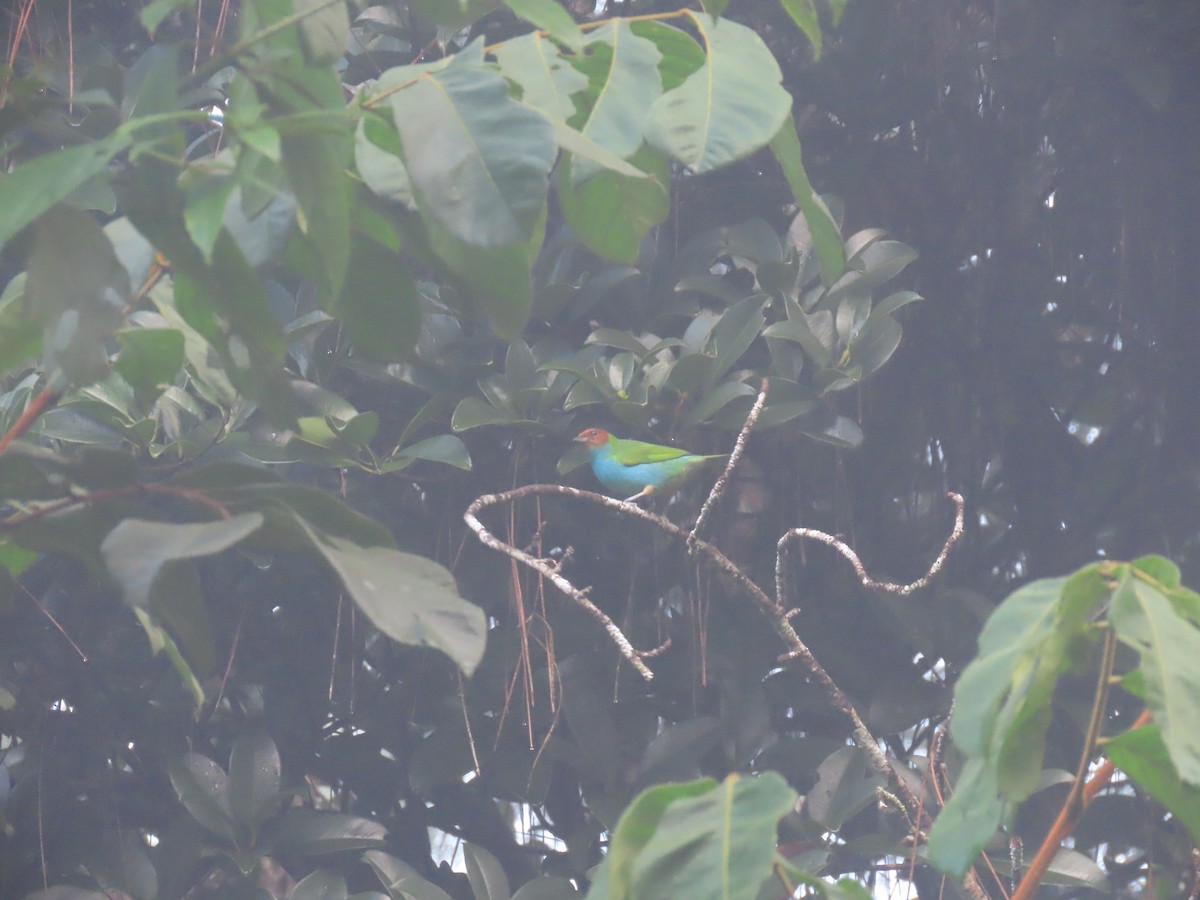 Kızıl Başlı Tangara - ML646049448