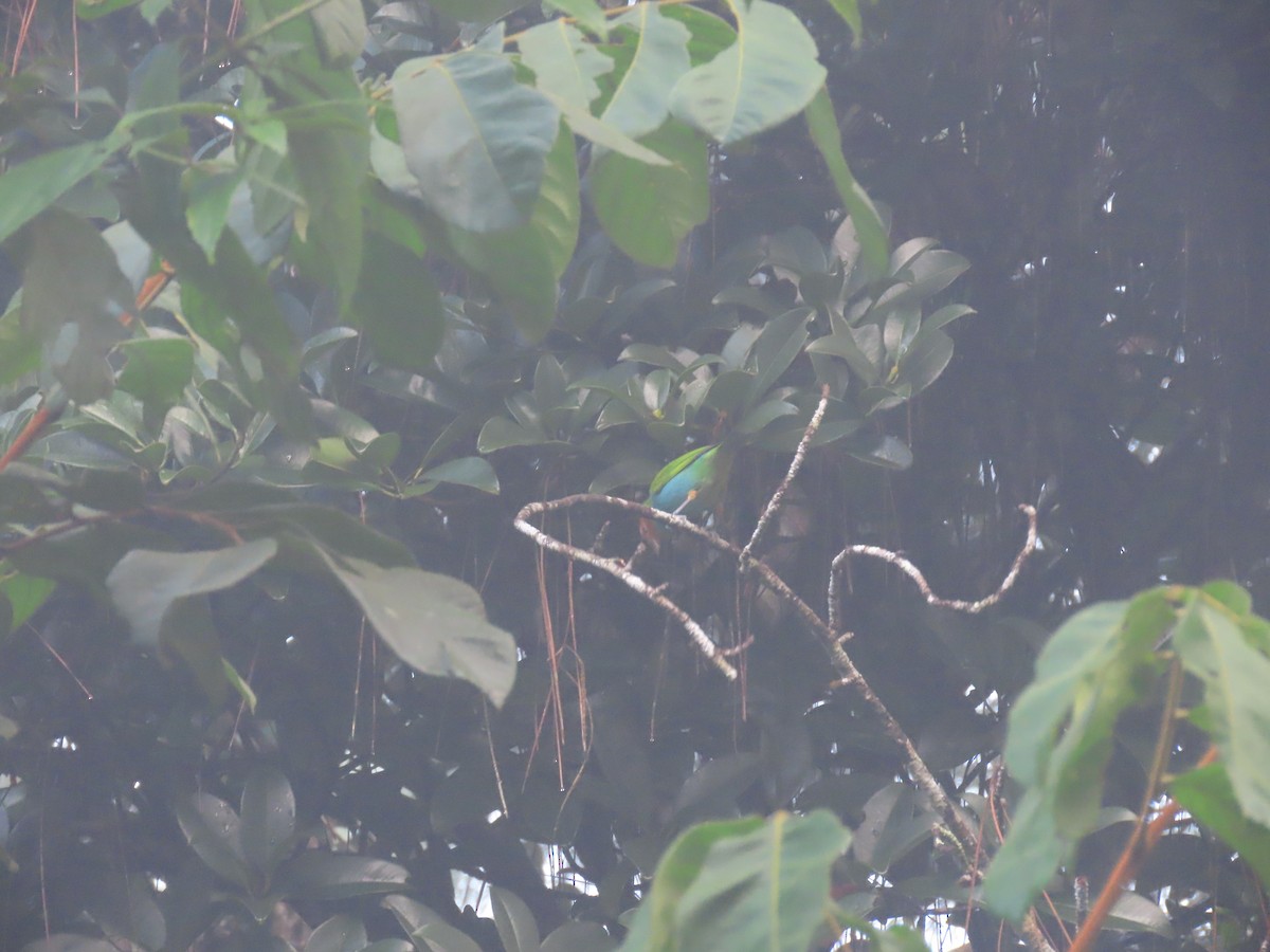 Kızıl Başlı Tangara - ML646049449