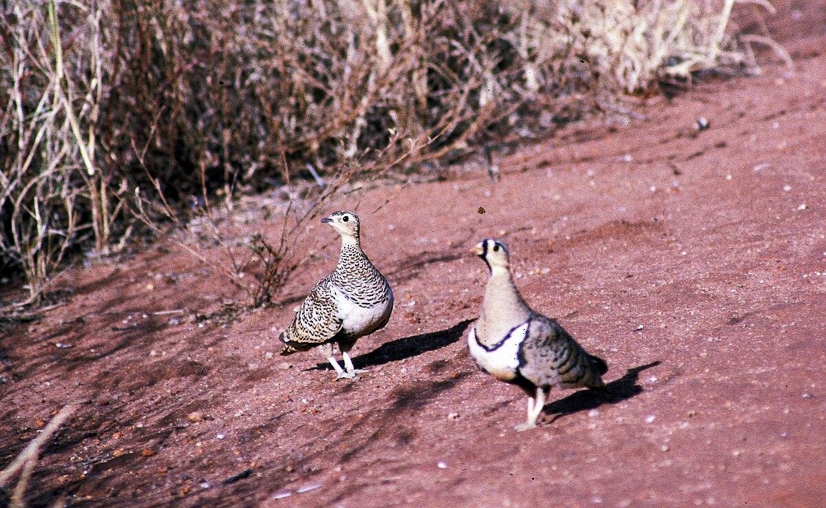 Kara Suratlı Bağırtlak - ML646049450