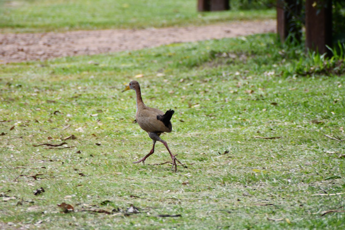 Büyük Orman Kılavuzu - ML646049451