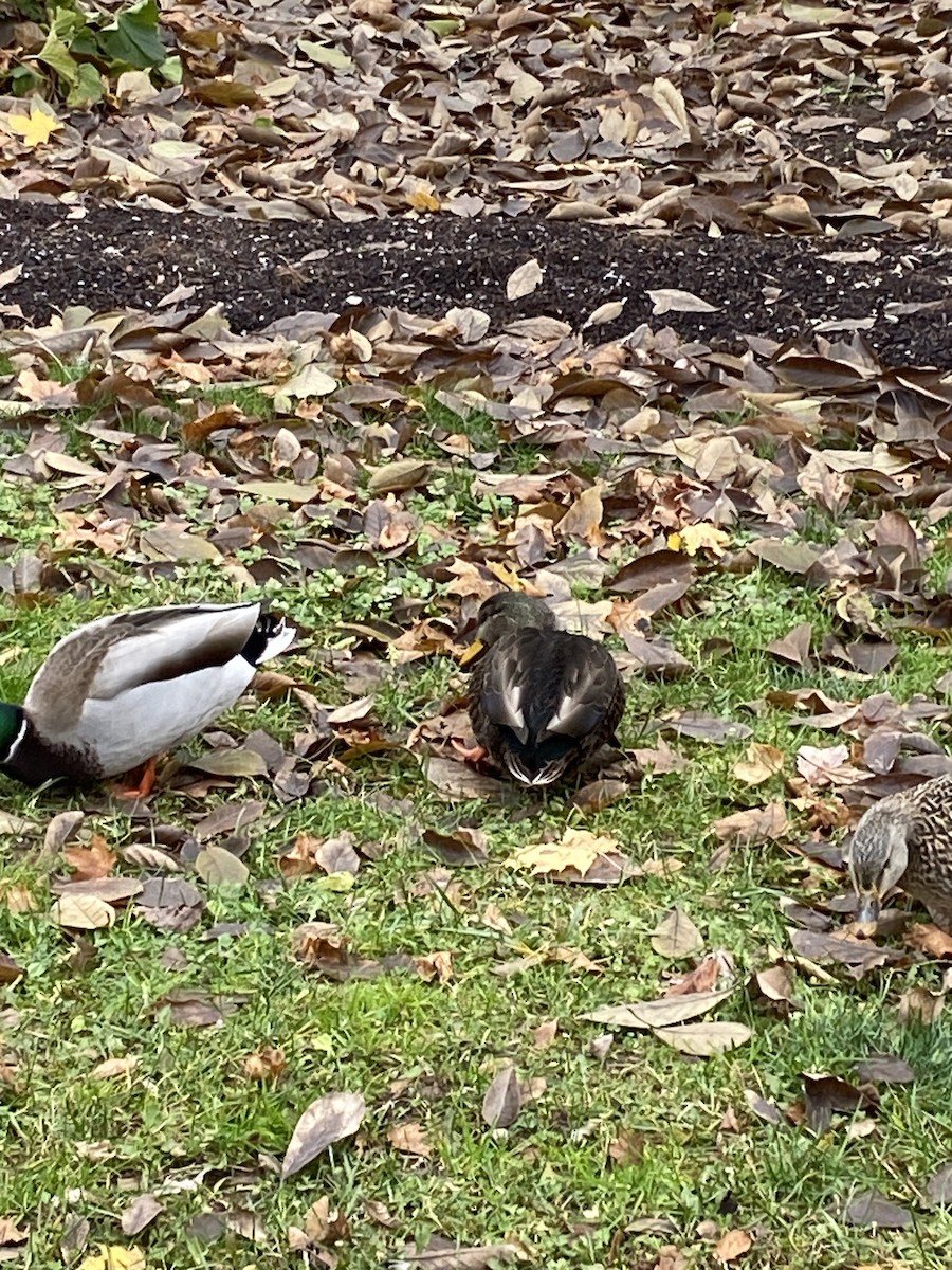 Yeşilbaş x Esmer Ördek - ML646049452