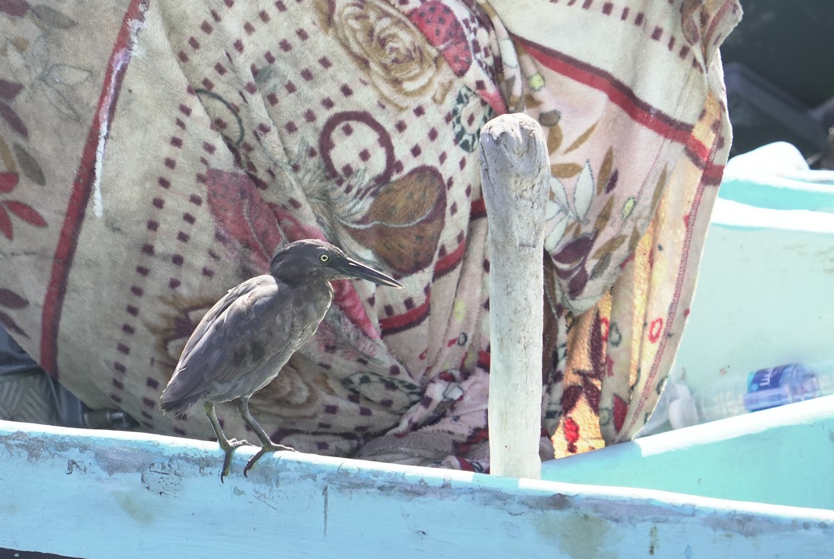 Yeşil Sırtlı Balıkçıl - ML646049453