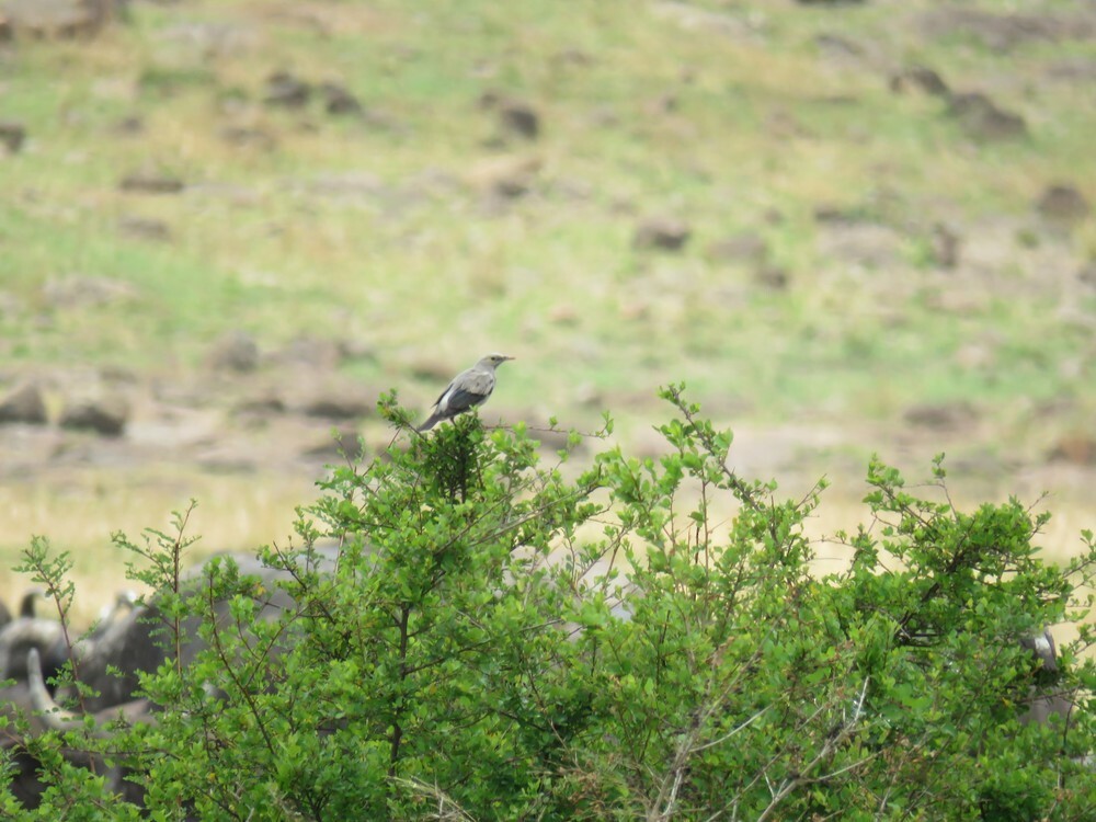 İbikli Sığırcık - ML646049455