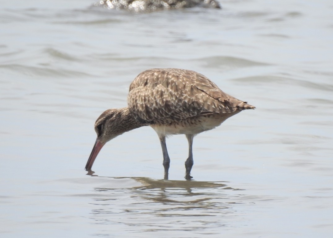 Amerika Sürmeli Kervançulluğu - ML646049456