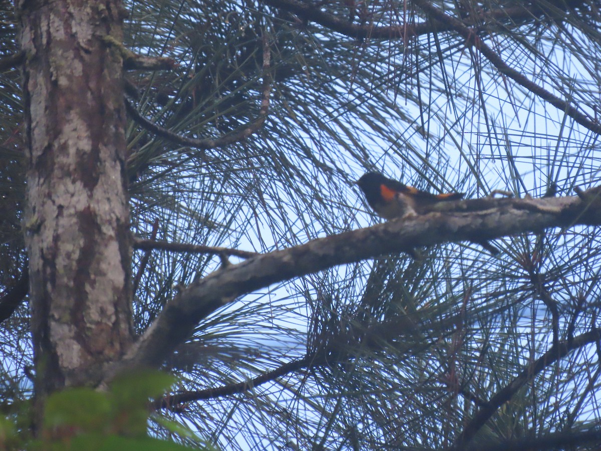 Kızıl Kuyruklu Ötleğen - ML646049458