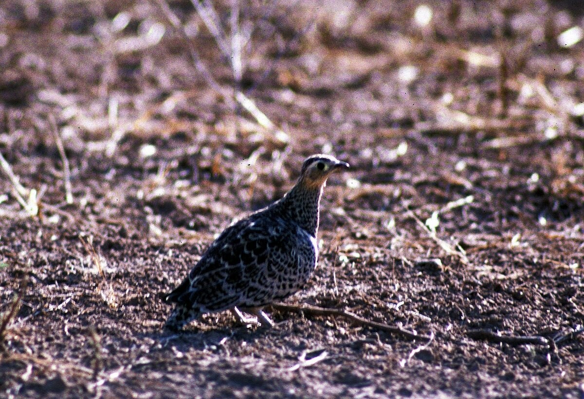 Kara Suratlı Bağırtlak - ML646049459