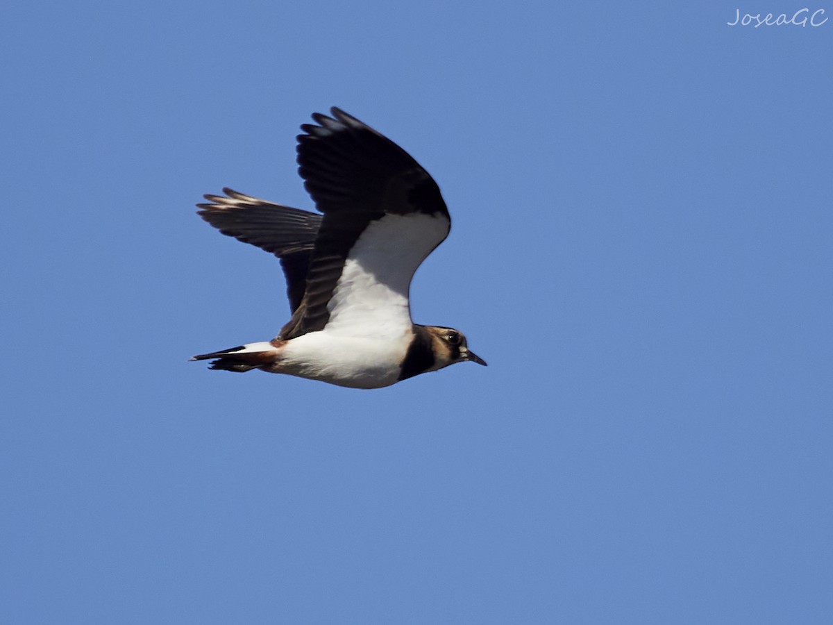 Kızkuşu - ML646049460