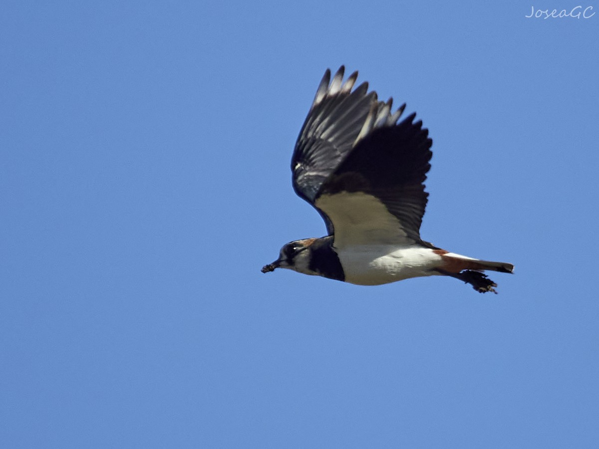 Kızkuşu - ML646049461