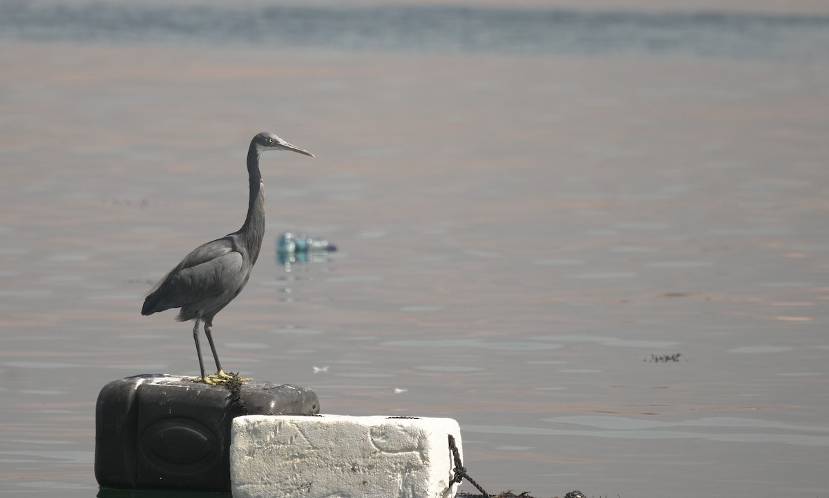 Kıyı Balıkçılı - ML646049464