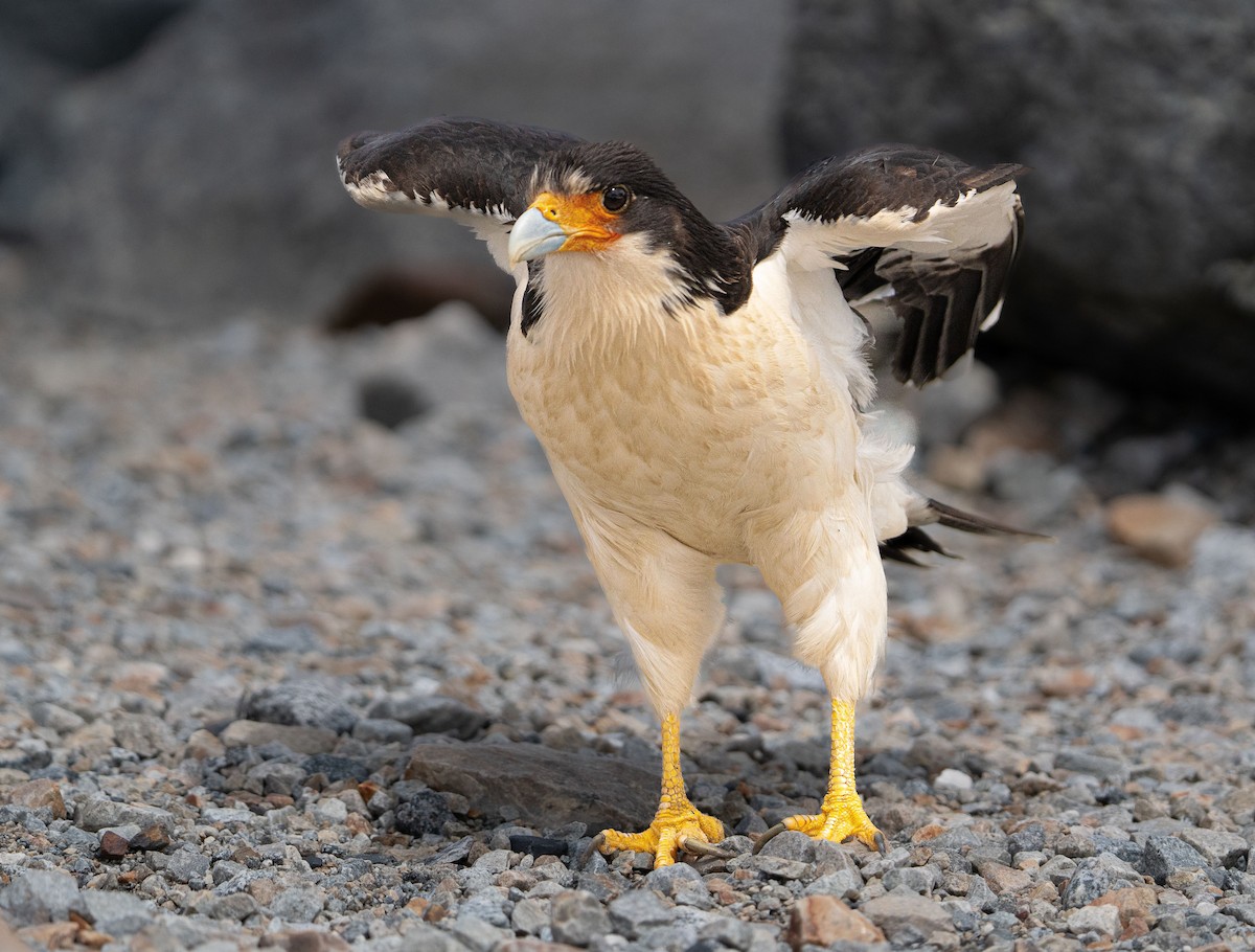 シロハラカラカラ - ML646049466