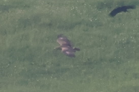 Lesser Spotted Eagle - ML646049474