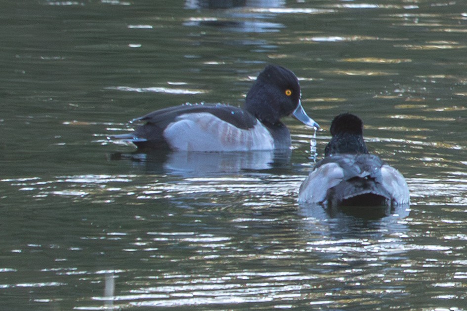 Ring-necked Duck - ML646049479