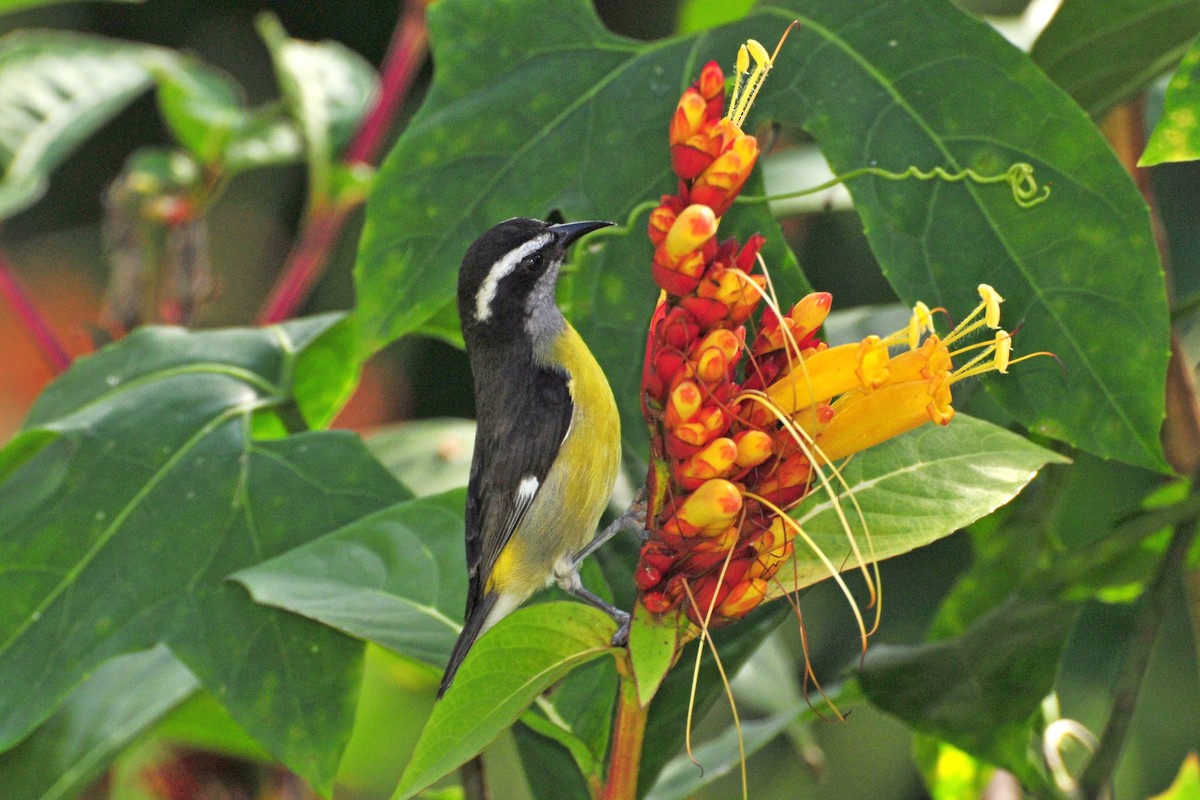 Bananaquit - ML646049486