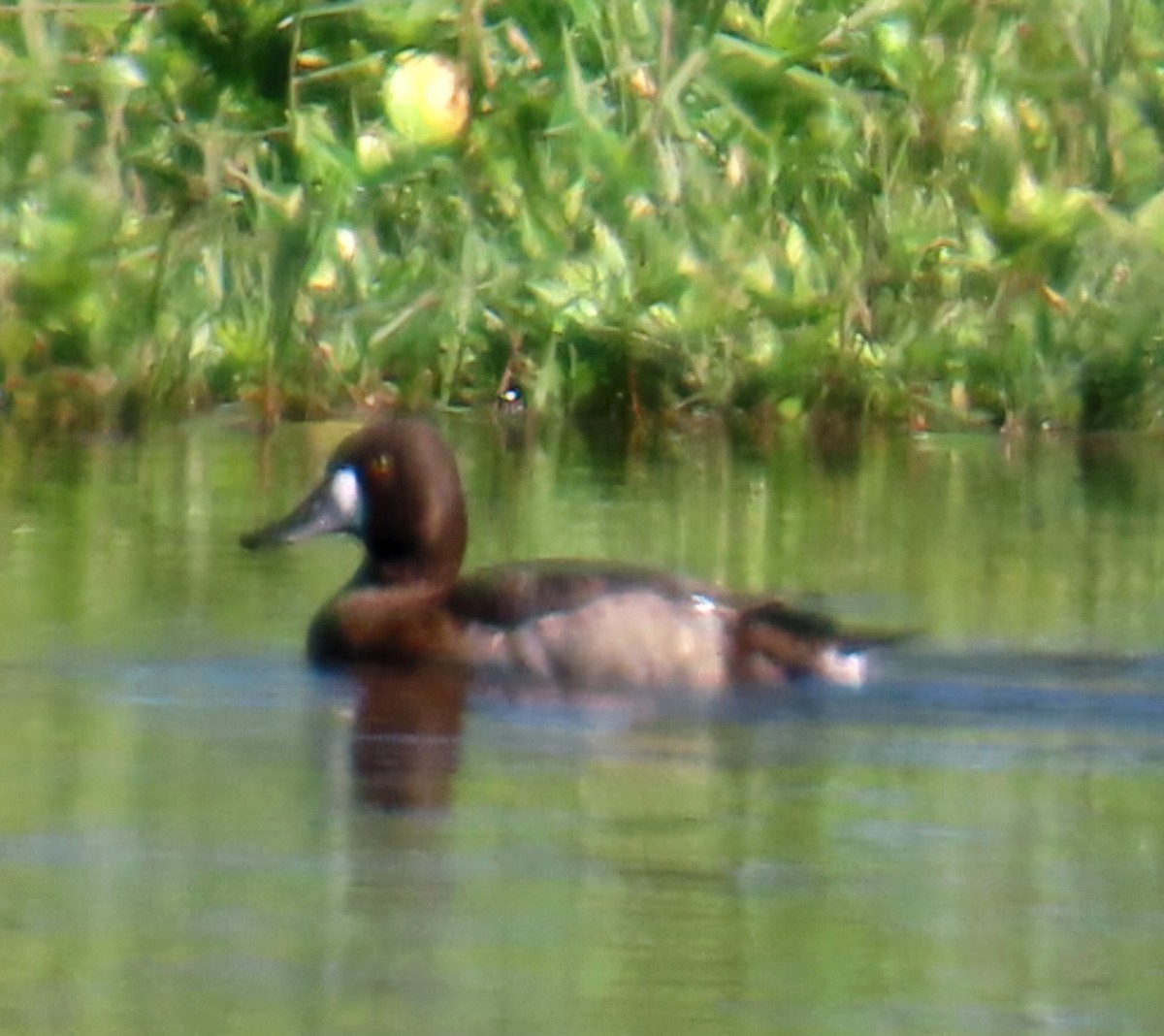 Lesser Scaup - ML646049488