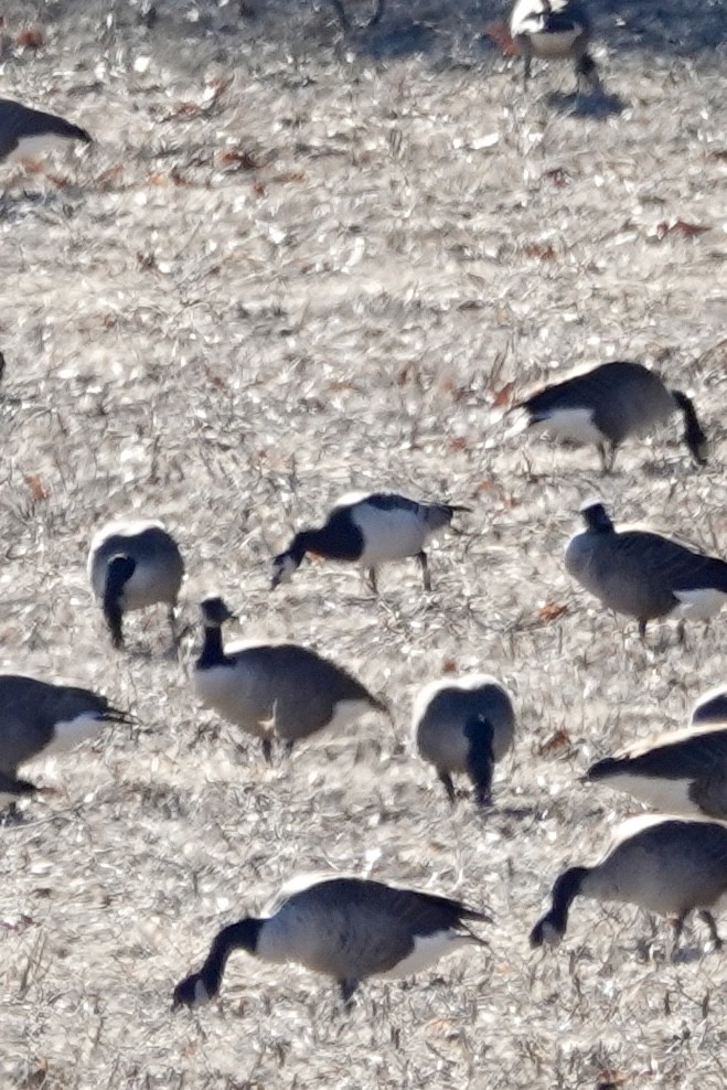 Barnacle Goose - ML646049490