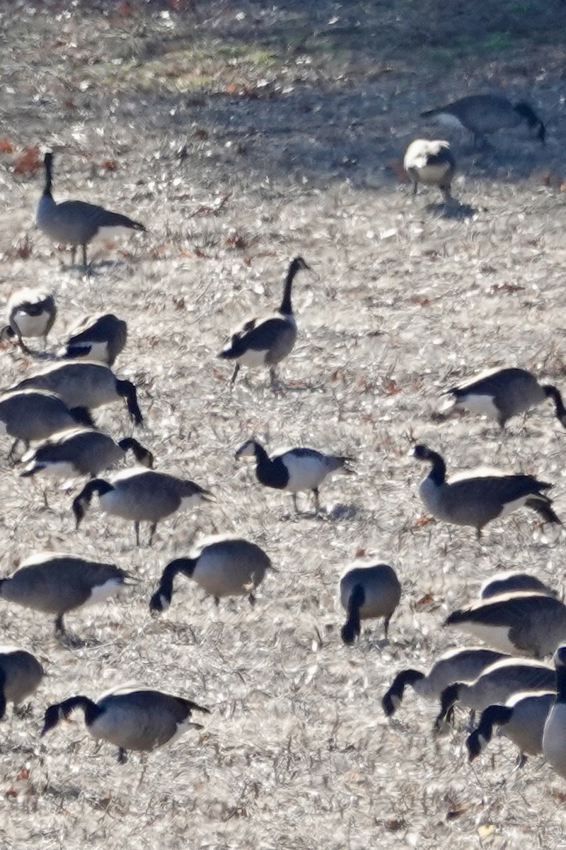 Barnacle Goose - ML646049491