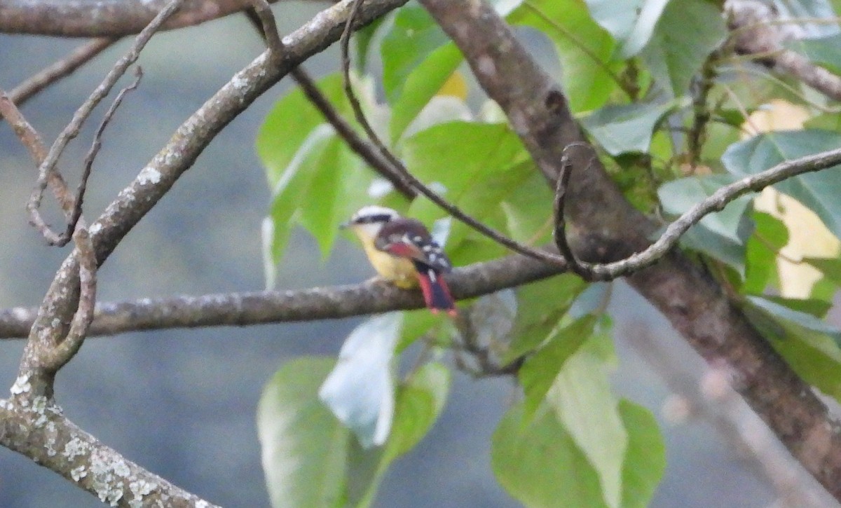 Red-tailed Minla - ML646049492