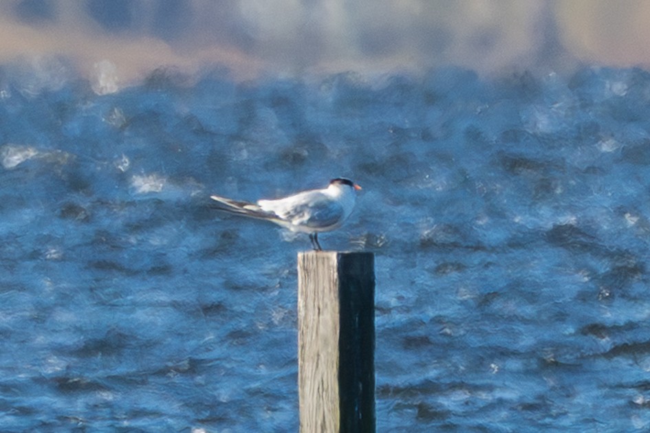 Royal Tern - ML646049493