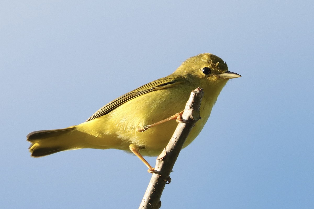 Northern Yellow Warbler - ML646049498