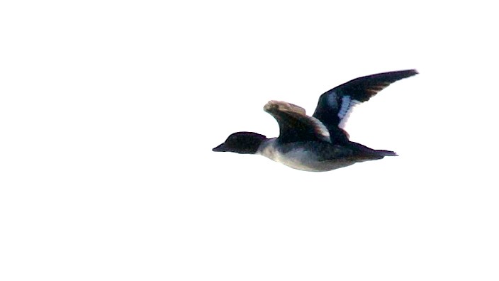 Common Goldeneye - ML646049503