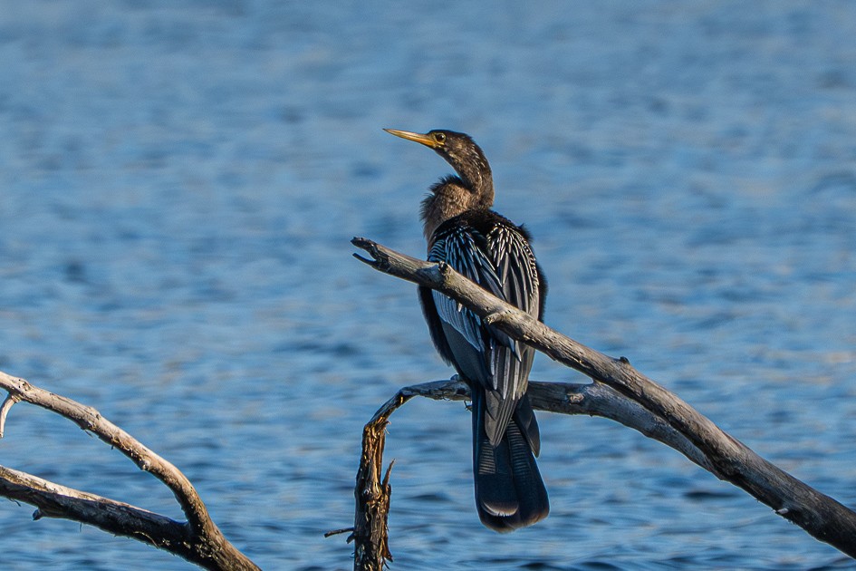 Anhinga - ML646049504