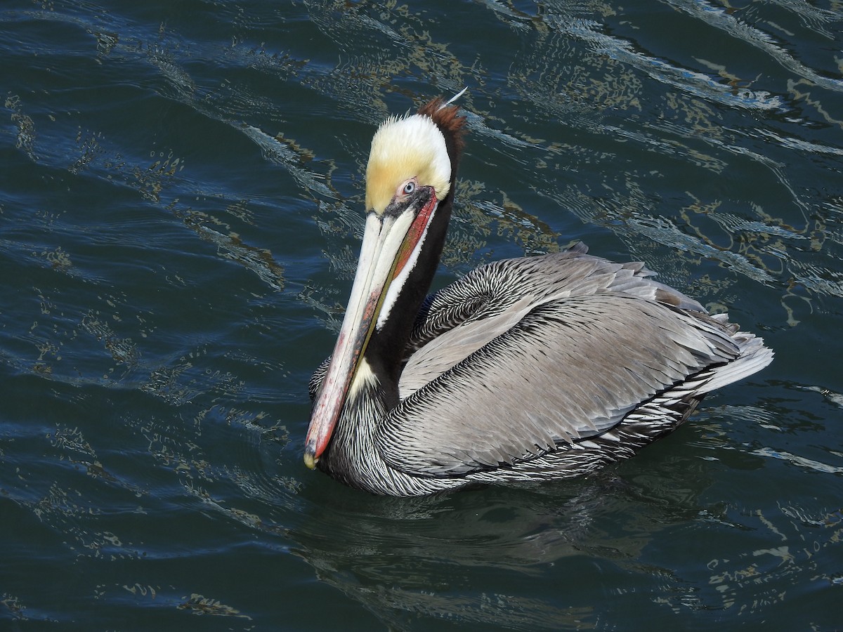 カッショクペリカン - ML646049509