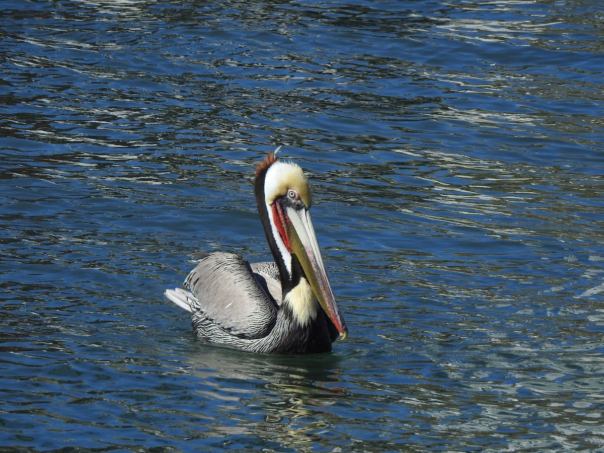 カッショクペリカン - ML646049510