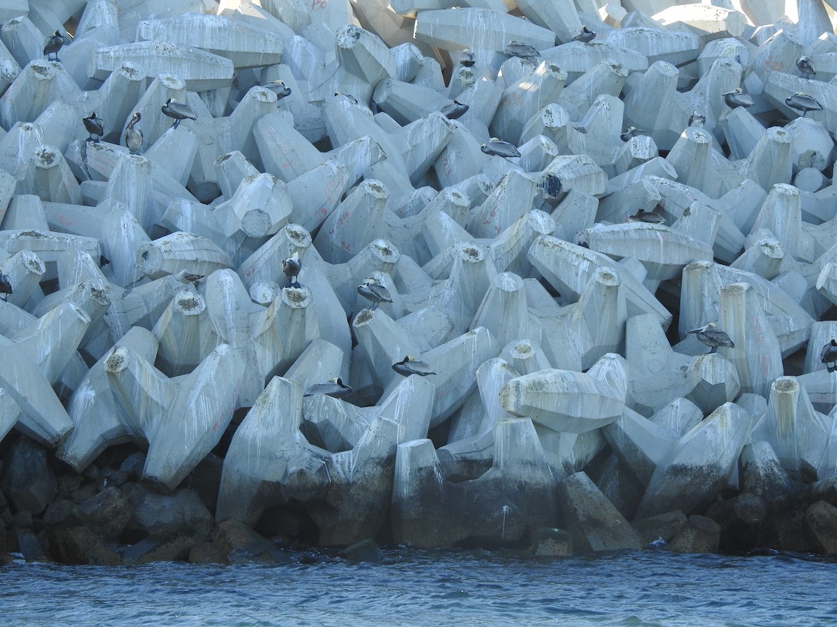 カッショクペリカン - ML646049511