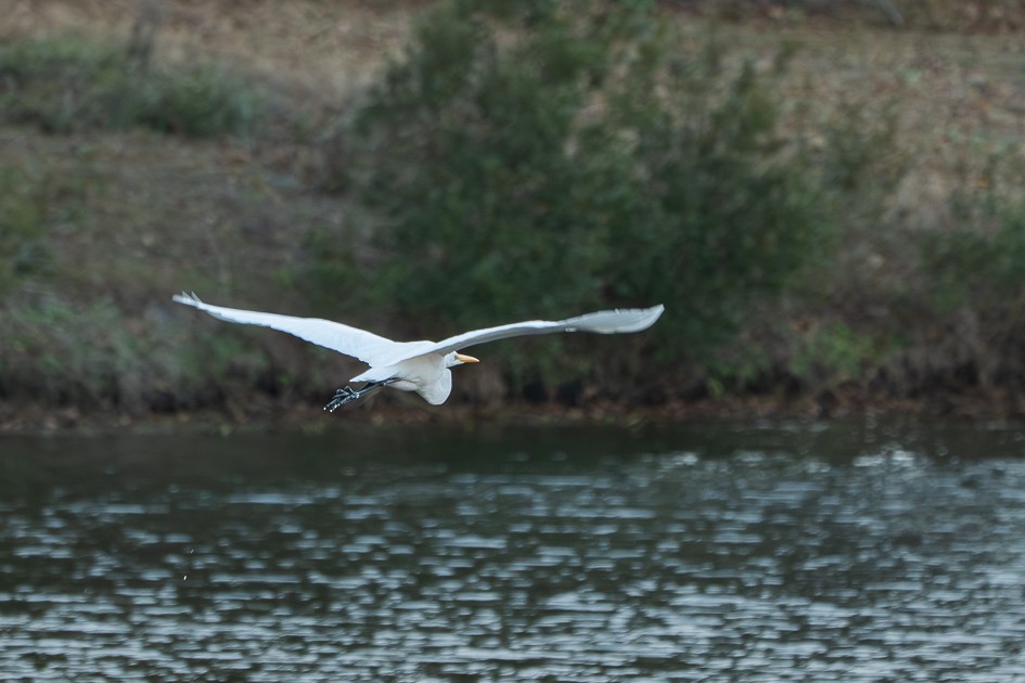 Great Egret - ML646049513