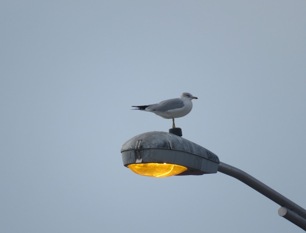 クロワカモメ - ML646049515