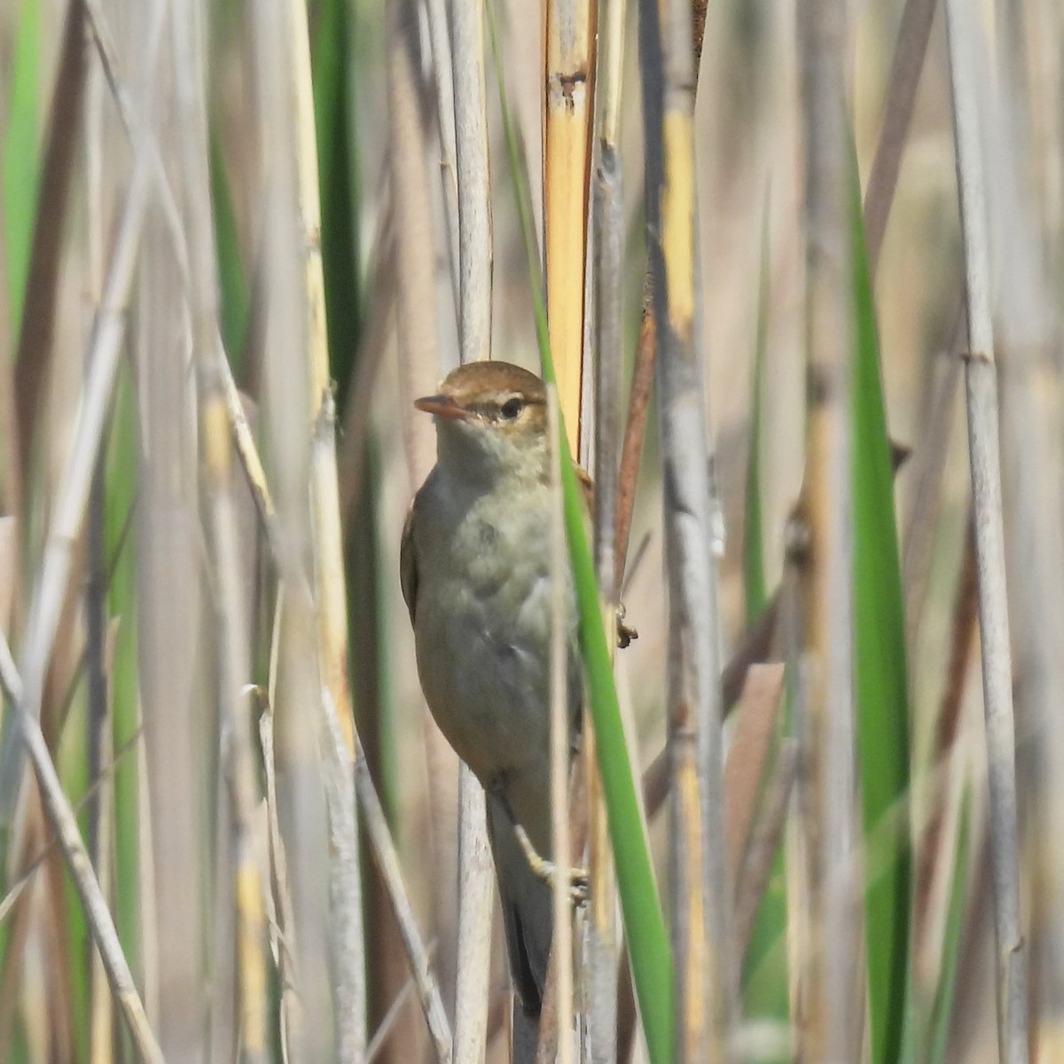 ヌマセンニュウ - ML646049516