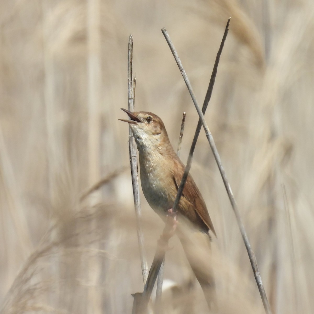 ヌマセンニュウ - ML646049517