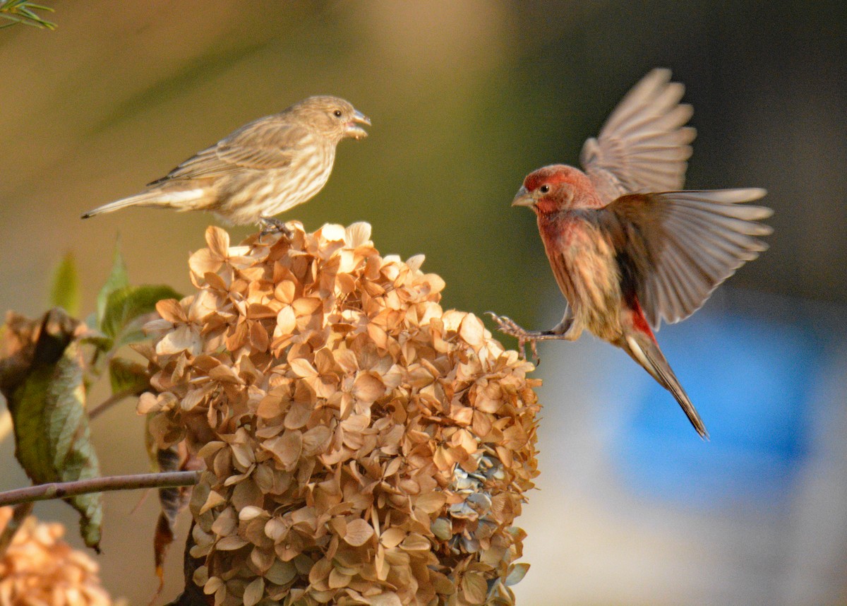 メキシコマシコ - ML646049518