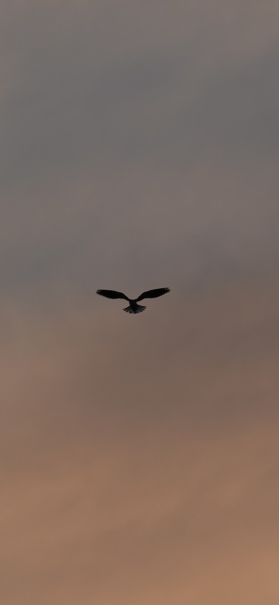 カタグロトビ - ML646049519