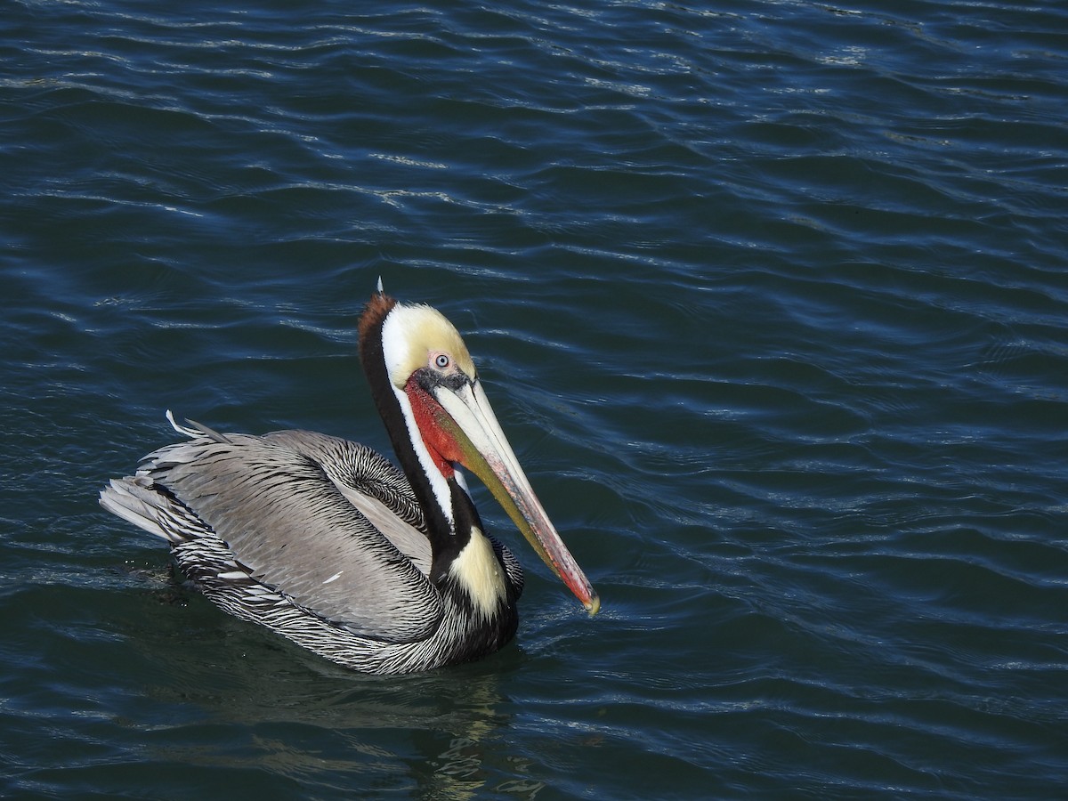 カッショクペリカン - ML646049520