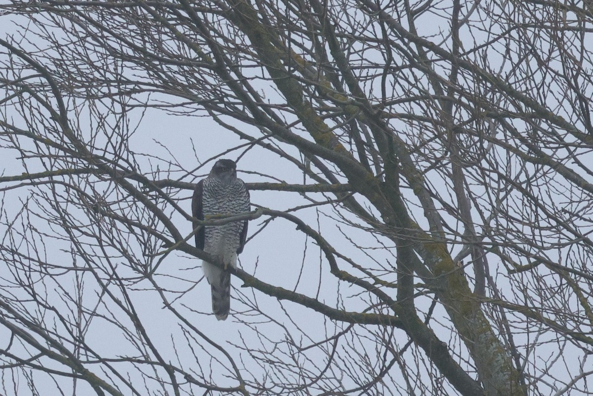 オオタカ - ML646049522