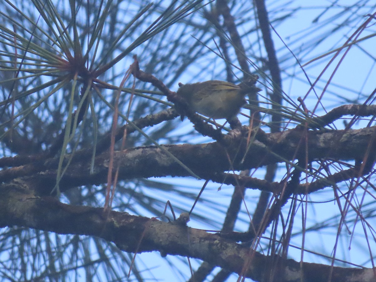 ヤドリギコタイランチョウ - ML646049523