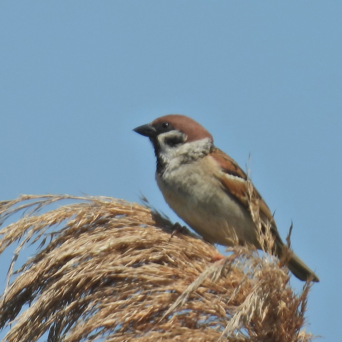 スズメ - ML646049524