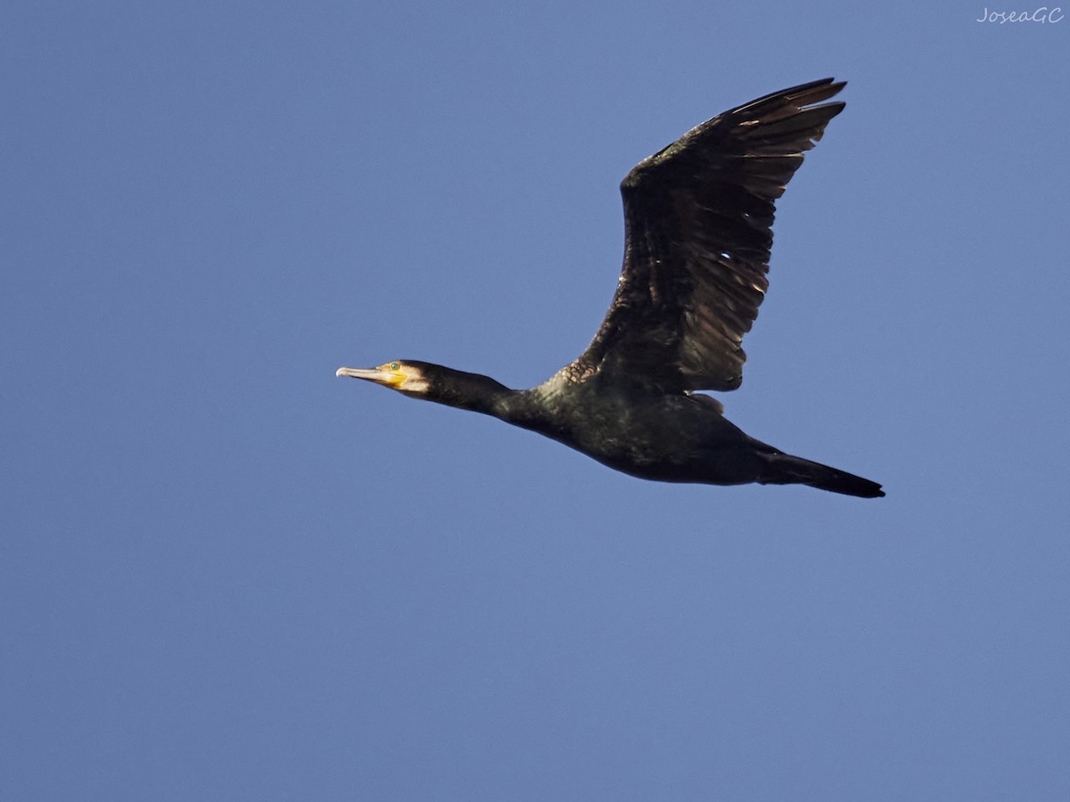 カワウ - ML646049525