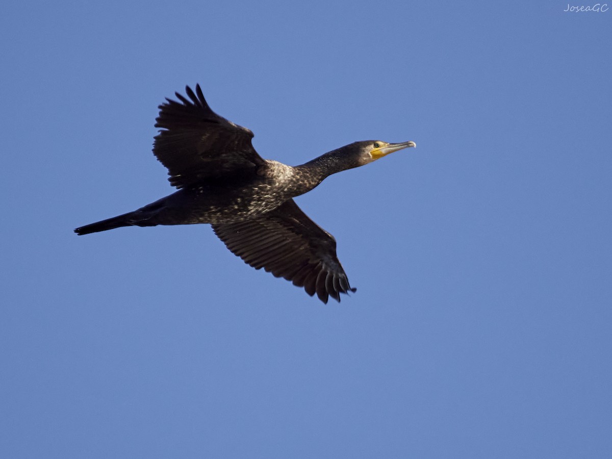 カワウ - ML646049526