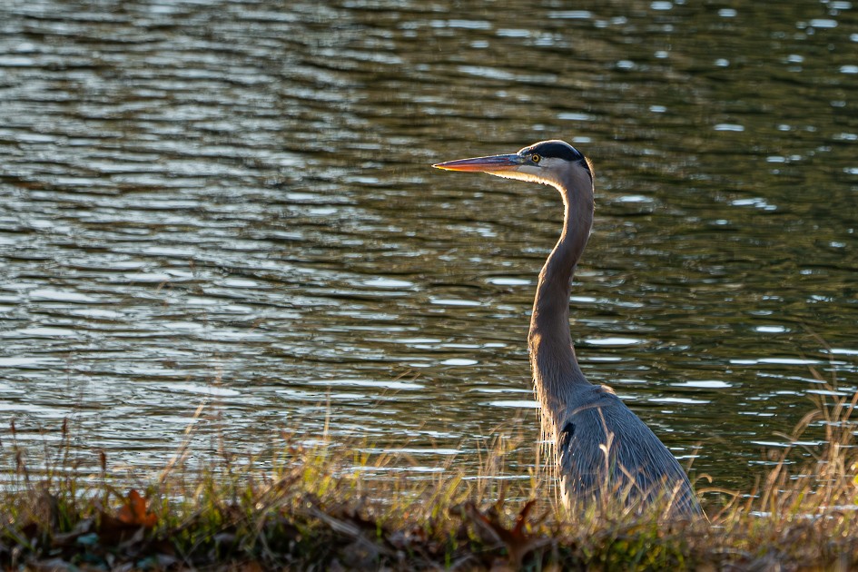オオアオサギ - ML646049527